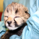 Illustration for article titled 16-week-old cheetah cubs will turn your stone-cold heart to mush